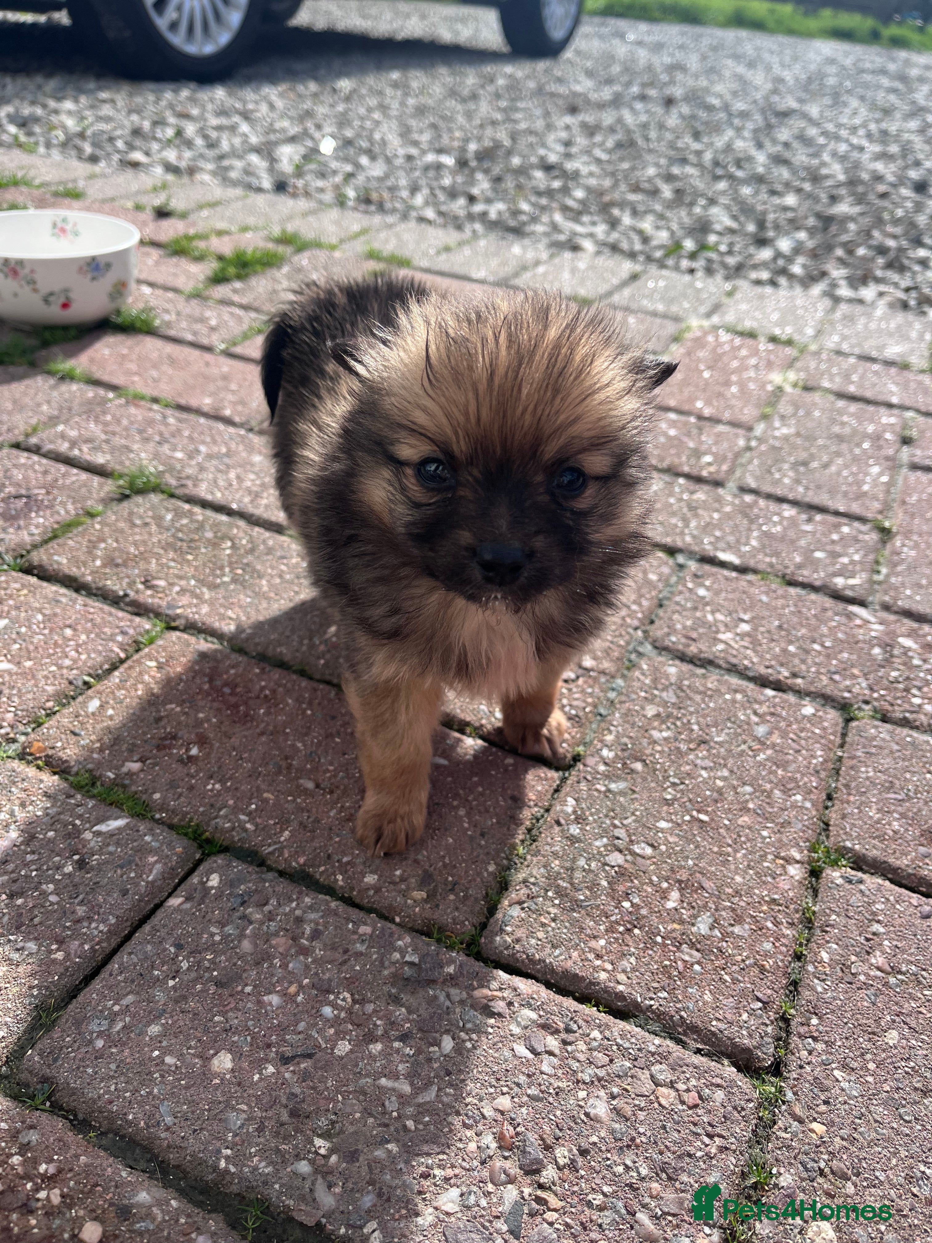 Pomeranian dogs Pomeranian - Advert 1