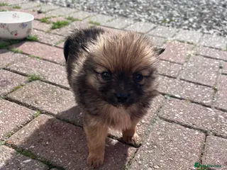 Pomeranian dogs Pomeranian - Advert 1