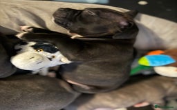 Staffordshire Bull Terrier dogs for sale: Chunky Staffordshire bull terrier puppies for sale - Image 8