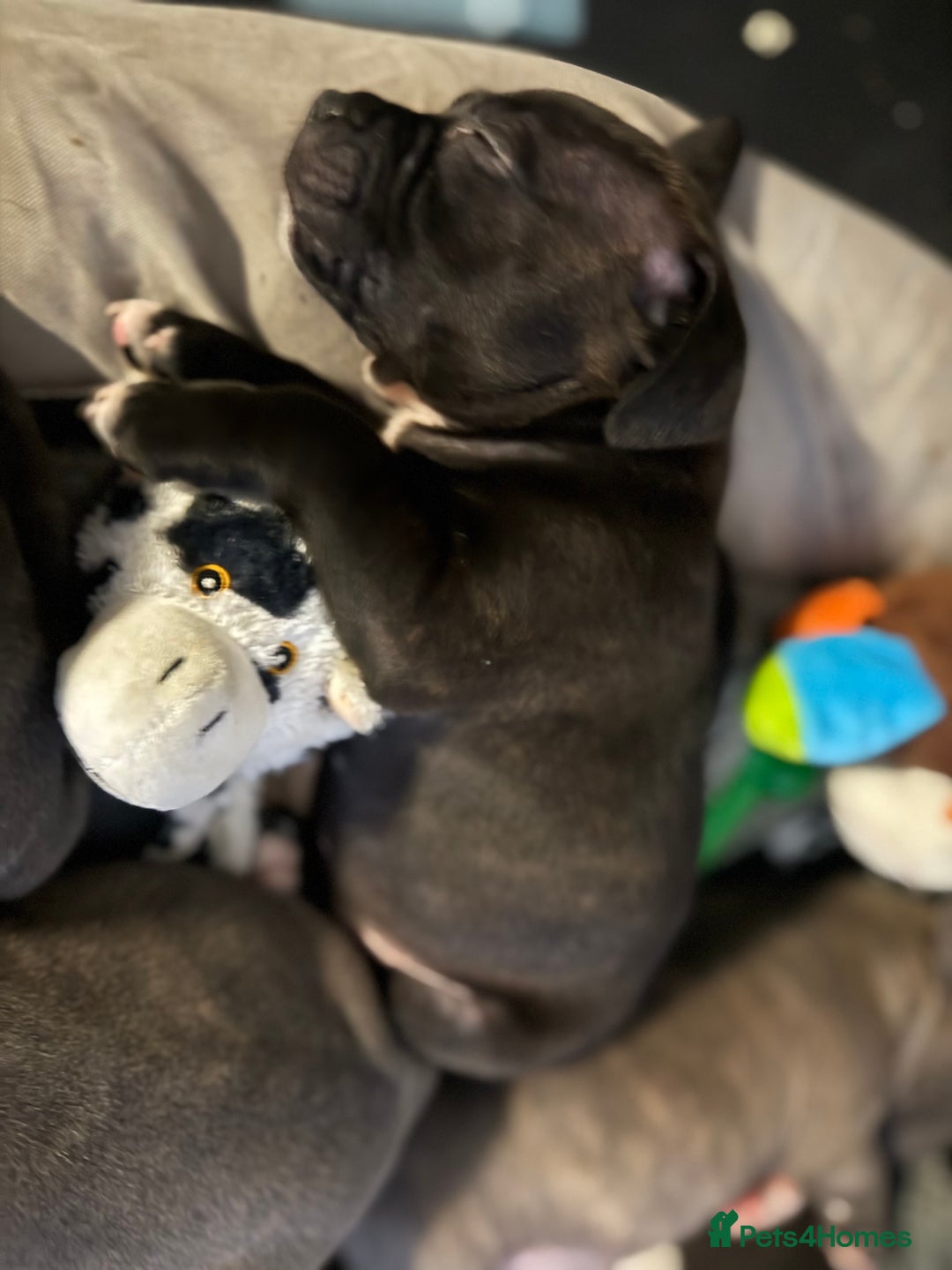 Staffordshire Bull Terrier dogs for sale: Chunky Staffordshire bull terrier puppies for sale - Image 8