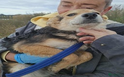 Mixed Breed dogs for adoption: Autumn - Fakenham Norfolk  - Image 3