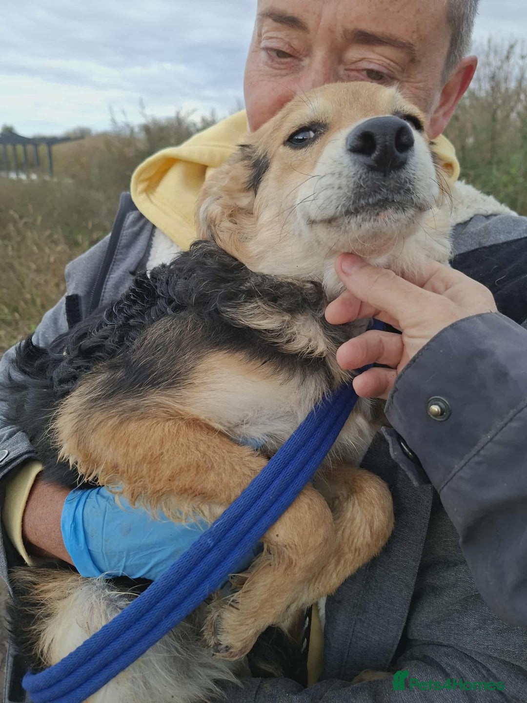 Mixed Breed dogs for adoption: Autumn - Fakenham Norfolk  - Image 3