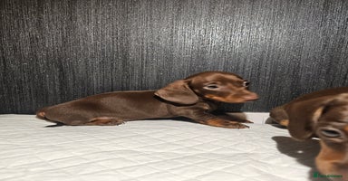 Miniature Dachshund dogs Kc miniature-dachshund pups - Advert 11