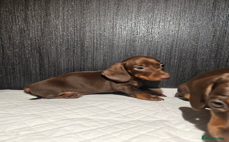 Miniature Dachshund dogs Kc miniature-dachshund pups - Advert 4