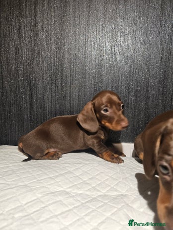 Miniature Dachshund dogs Kc miniature-dachshund pups - Advert 4