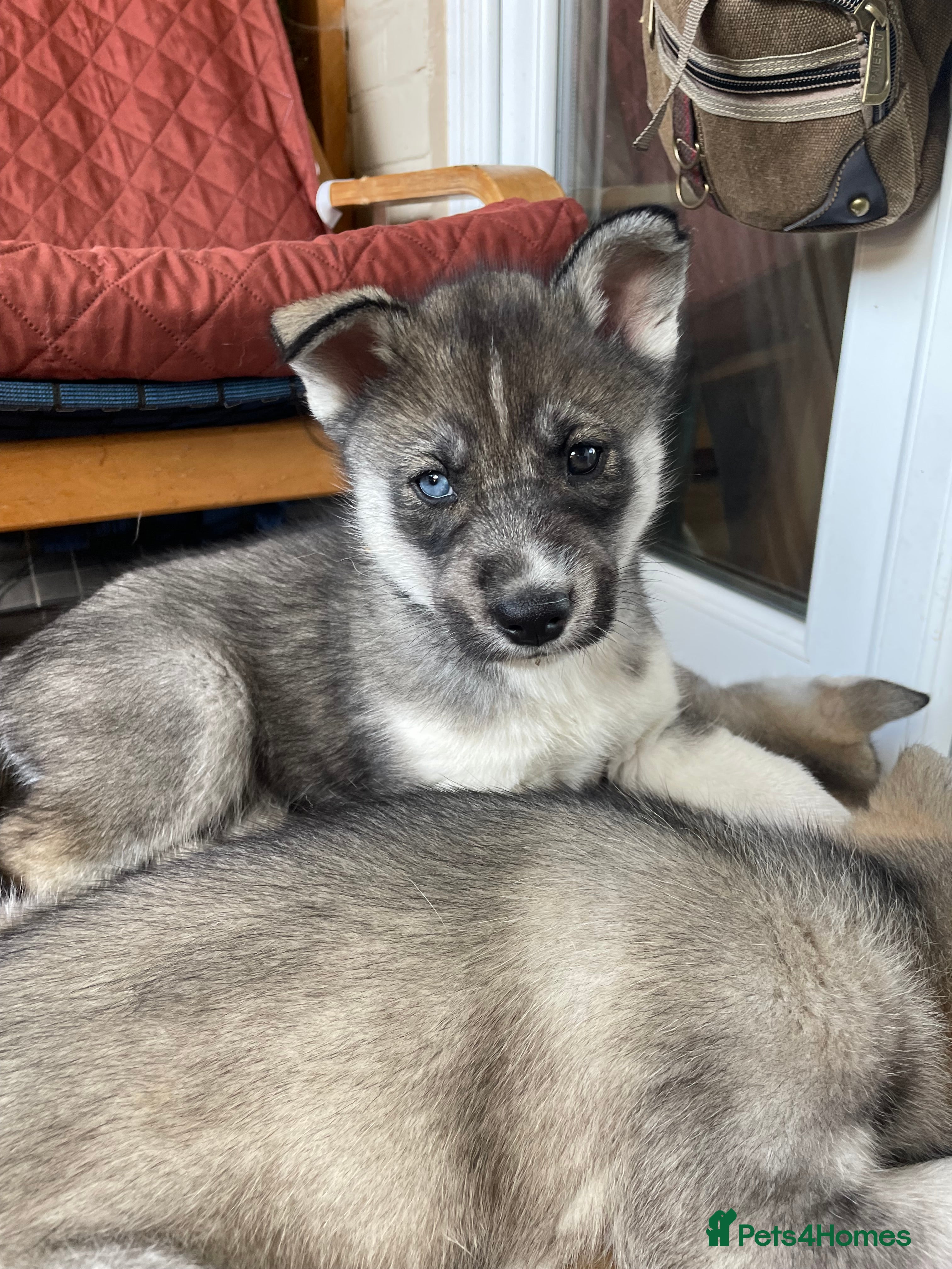 Siberian Husky dogs Siberian Husky Puppy for sale !  - Advert 2