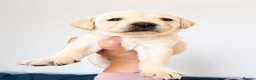Labrador Retriever dogs for sale: Labrador puppies  - Advert 29