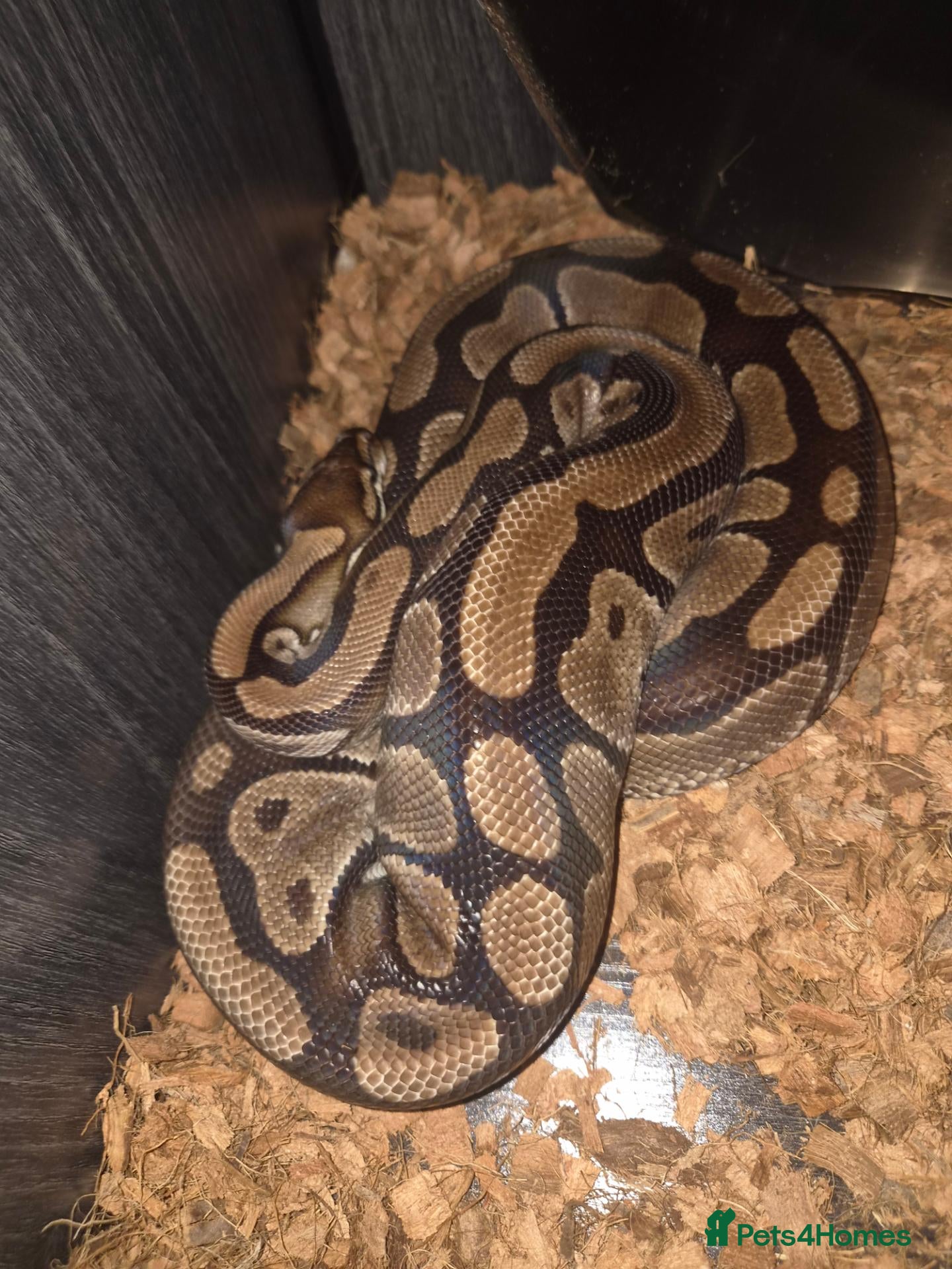 Python Snake reptiles 3 ball pythons to good home  - Advert 2