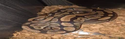 Python Snake reptiles for sale: 3 ball pythons to good home  in Glasgow - Advert 1