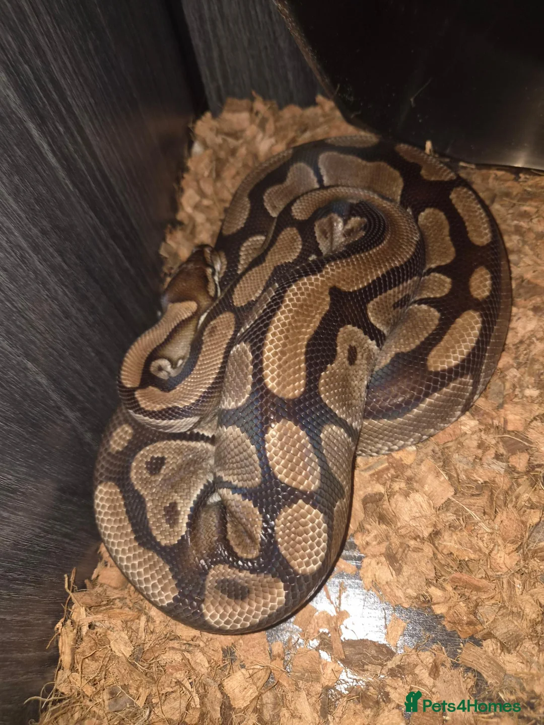 Python Snake reptiles for sale: 3 ball pythons to good home  in Glasgow - Advert 1