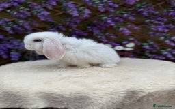 Mini Lop rabbits for sale: Mini lop sibling pair  - Image 10
