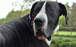 Great Dane dogs for stud: OPEN FOR STUD Stunning Apollo in Bathgate - Image 13