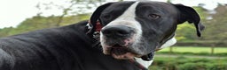 Great Dane dogs for stud: OPEN FOR STUD Stunning Apollo in Bathgate - Advert 13