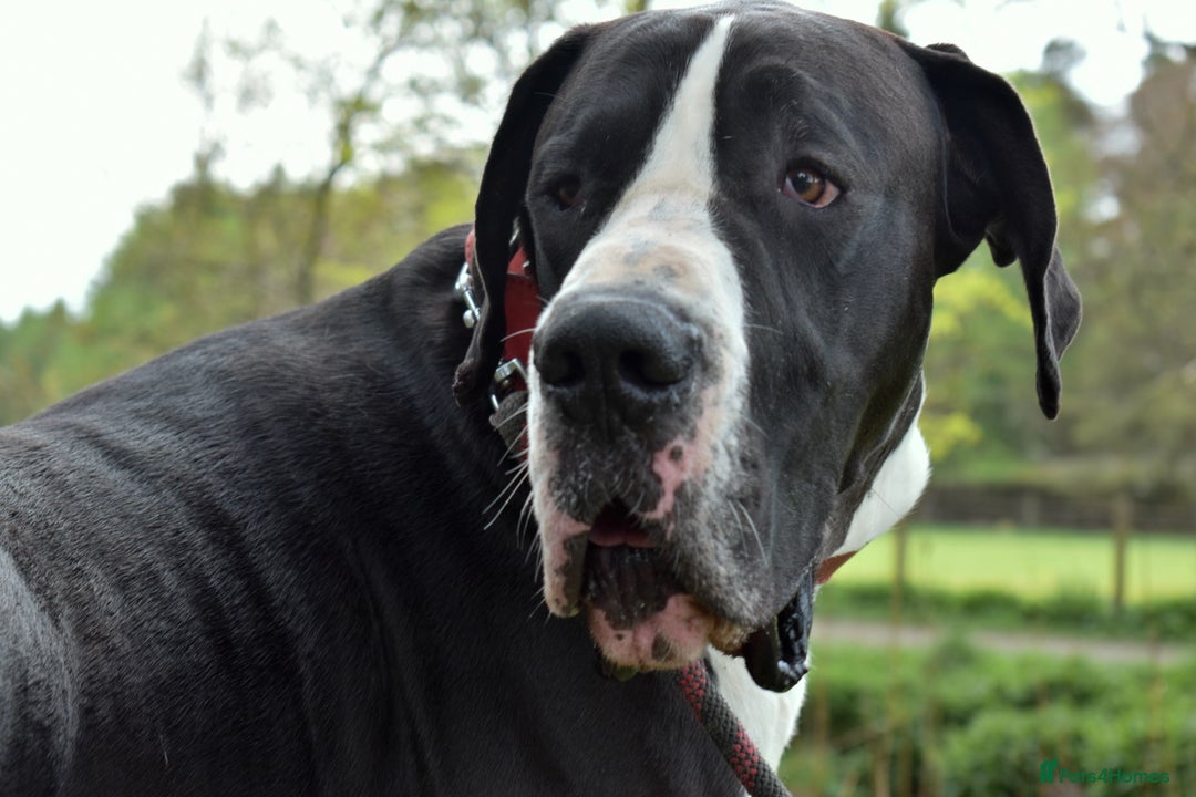 Great Dane dogs for stud: OPEN FOR STUD Stunning Apollo in Bathgate - Image 13