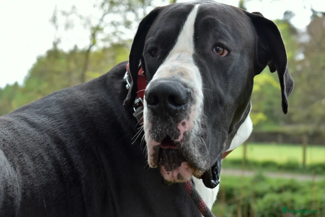 Great Dane dogs for stud: OPEN FOR STUD Stunning Apollo in Bathgate - Advert 13