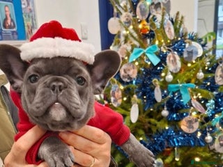 French Bulldog dogs French bulldog female blue colour - Advert 13