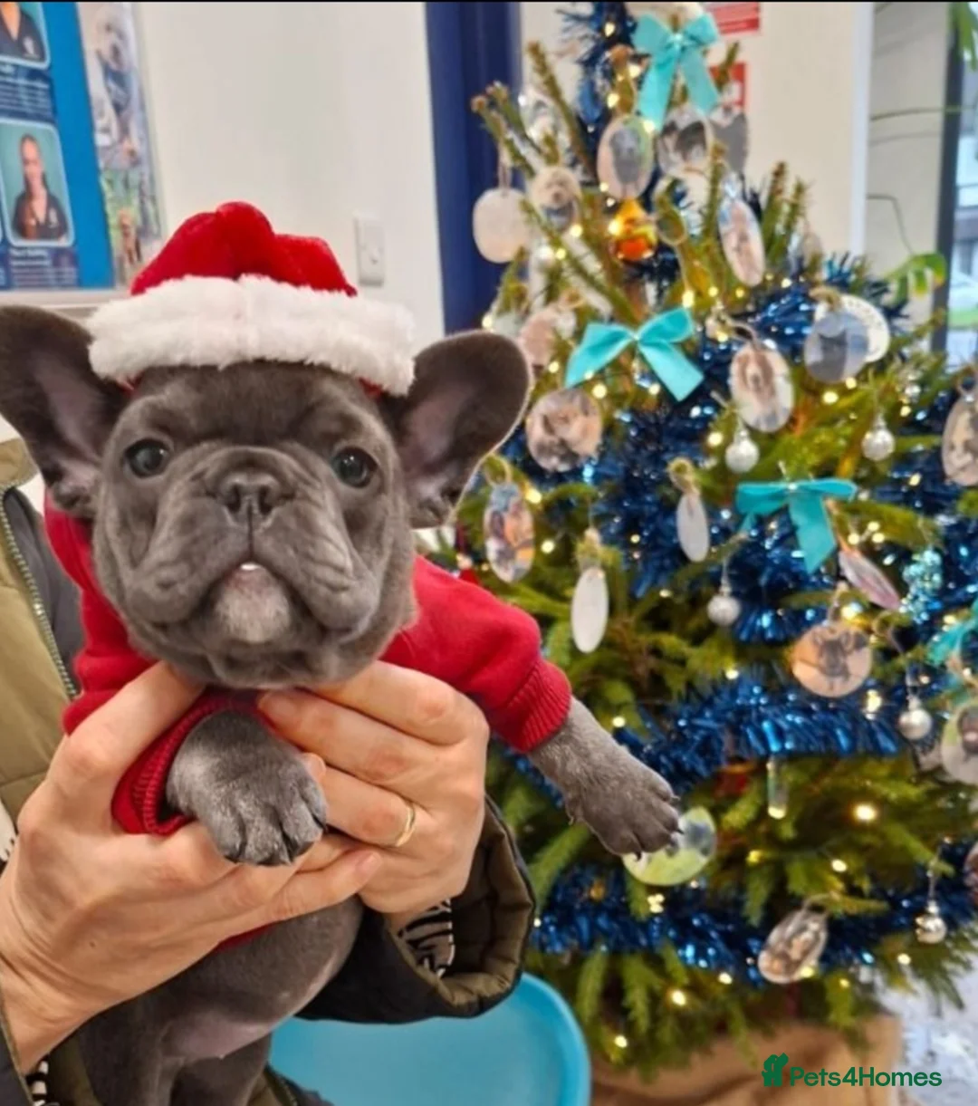 French Bulldog dogs for sale: French bulldog female blue colour - Advert 1