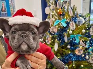 French Bulldog dogs French bulldog female blue colour - Advert 7