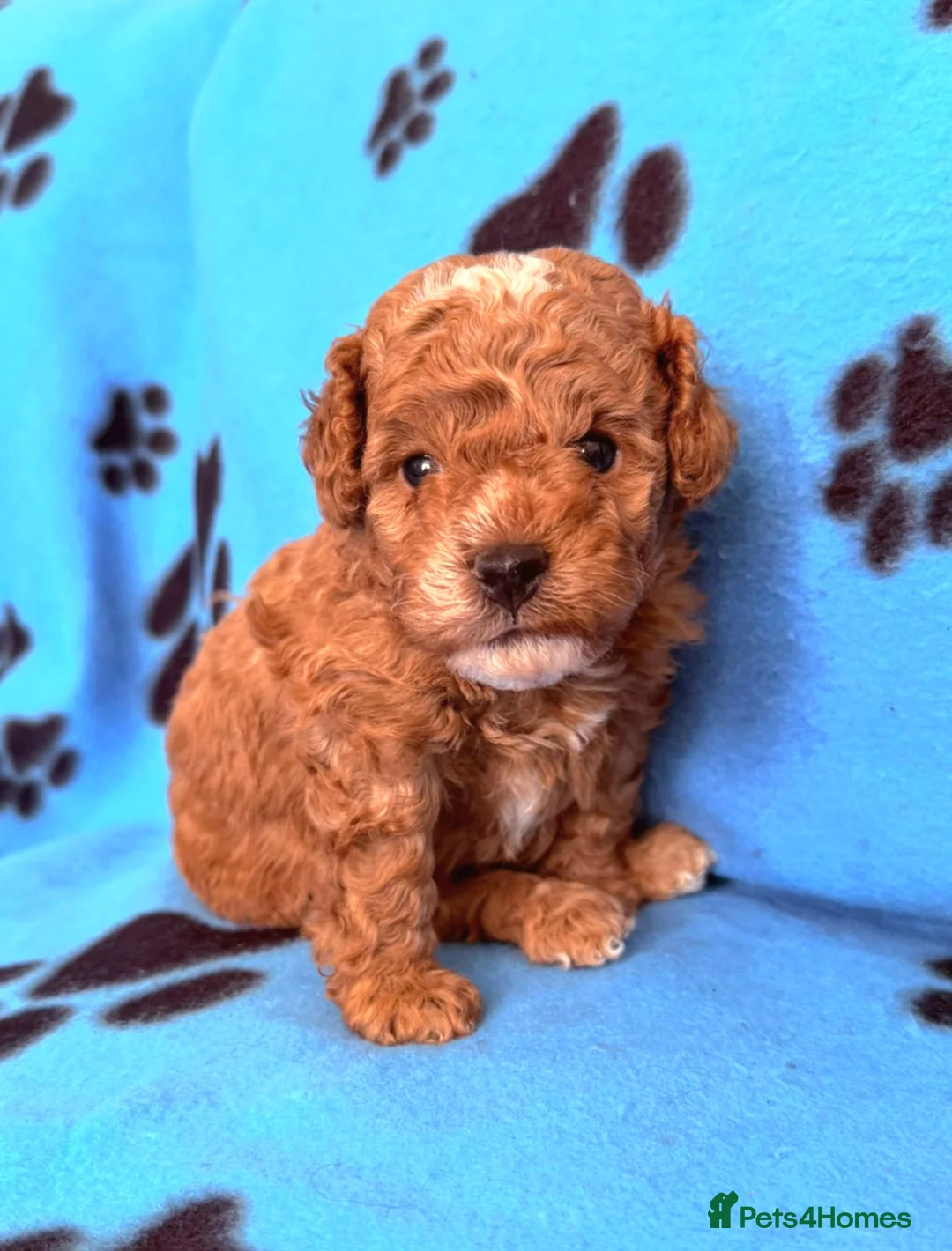 Toy Poodle dogs for sale: Beautiful Phantom Toy Poodle's!🧸😍 KC registered - Advert 21