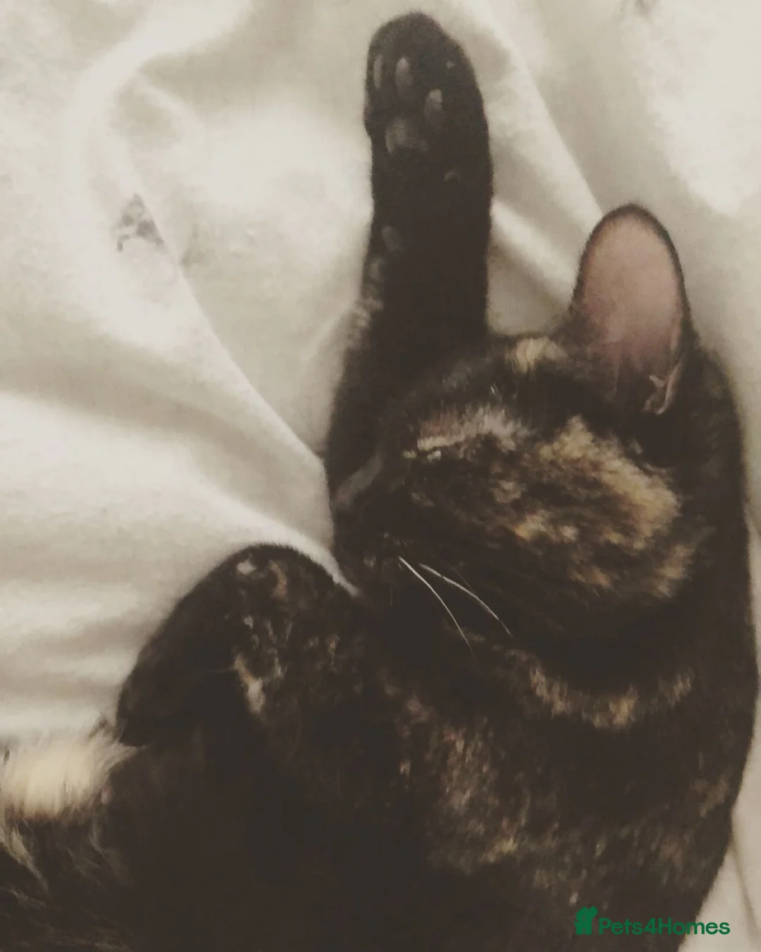 Mixed Breed cats for sale: This is Bonnie  - Advert 5