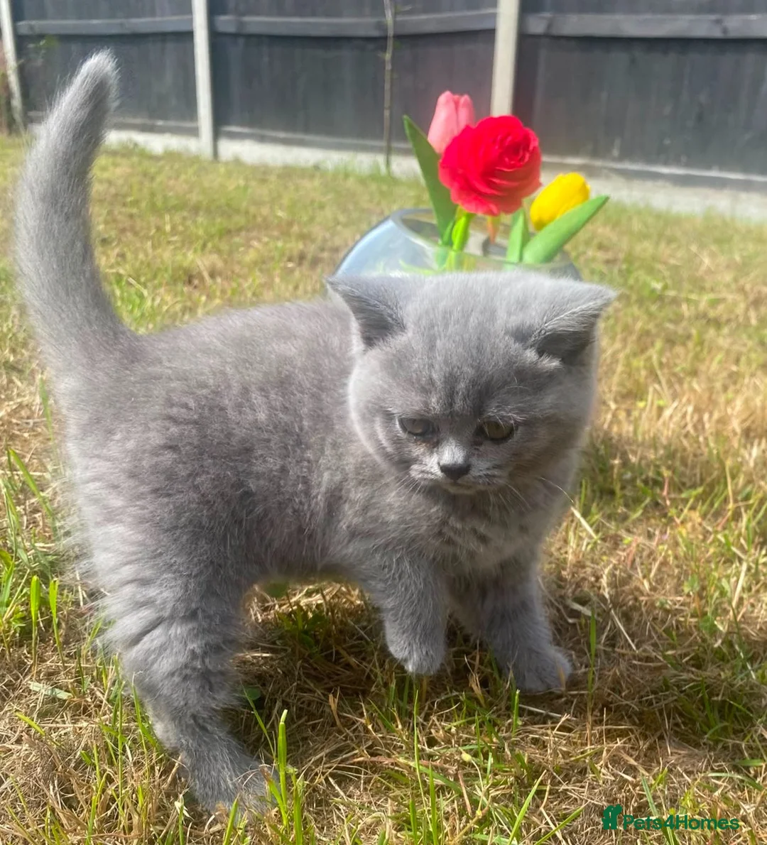British Shorthair cats for sale: British short hair kittens for sale - Advert 27