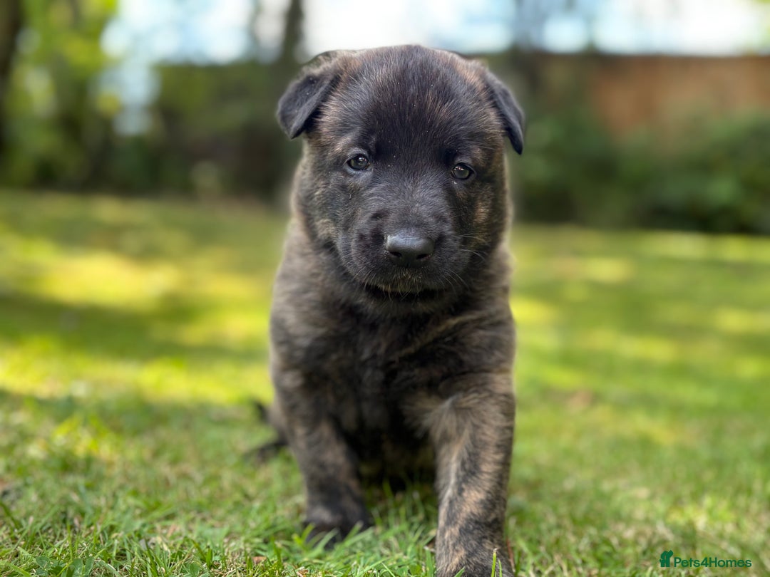 Belgian Shepherd Dog dogs for sale: Dutch herder puppies  - Image 8