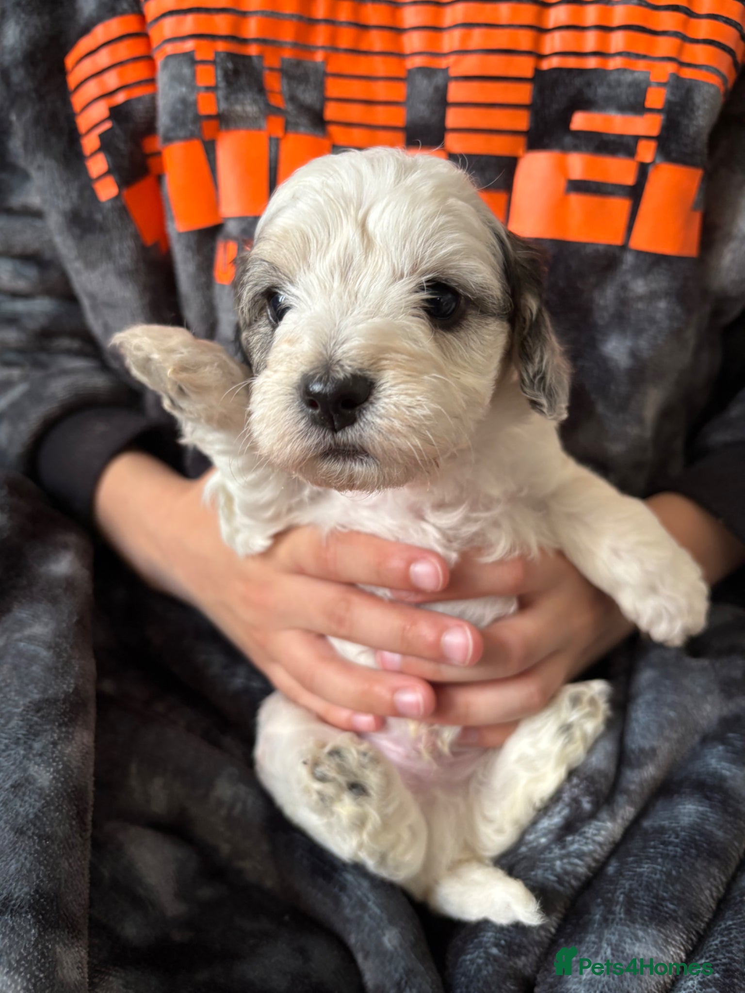 Mixed Breed dogs Cockapoo x Maltese  - Advert 16