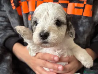 Mixed Breed dogs Cockapoo x Maltese - Advert 16