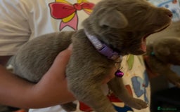 Labrador Retriever dogs for sale: Kc dna clear silver Labrador pups  - Image 7