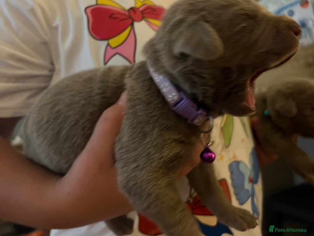 Labrador Retriever dogs for sale: Kc dna clear silver Labrador pups  - Image 7