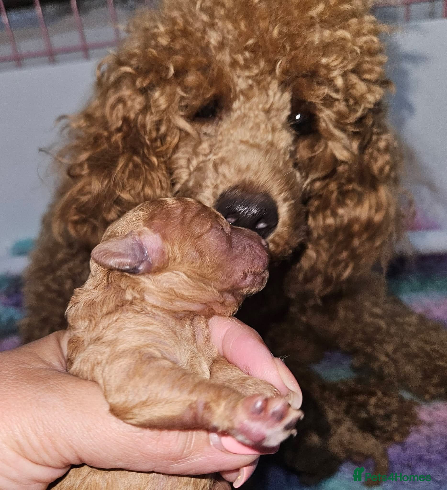 Toy Poodle dogs Licensed breeder, kc dna clear tiny toy poodles - Advert 2