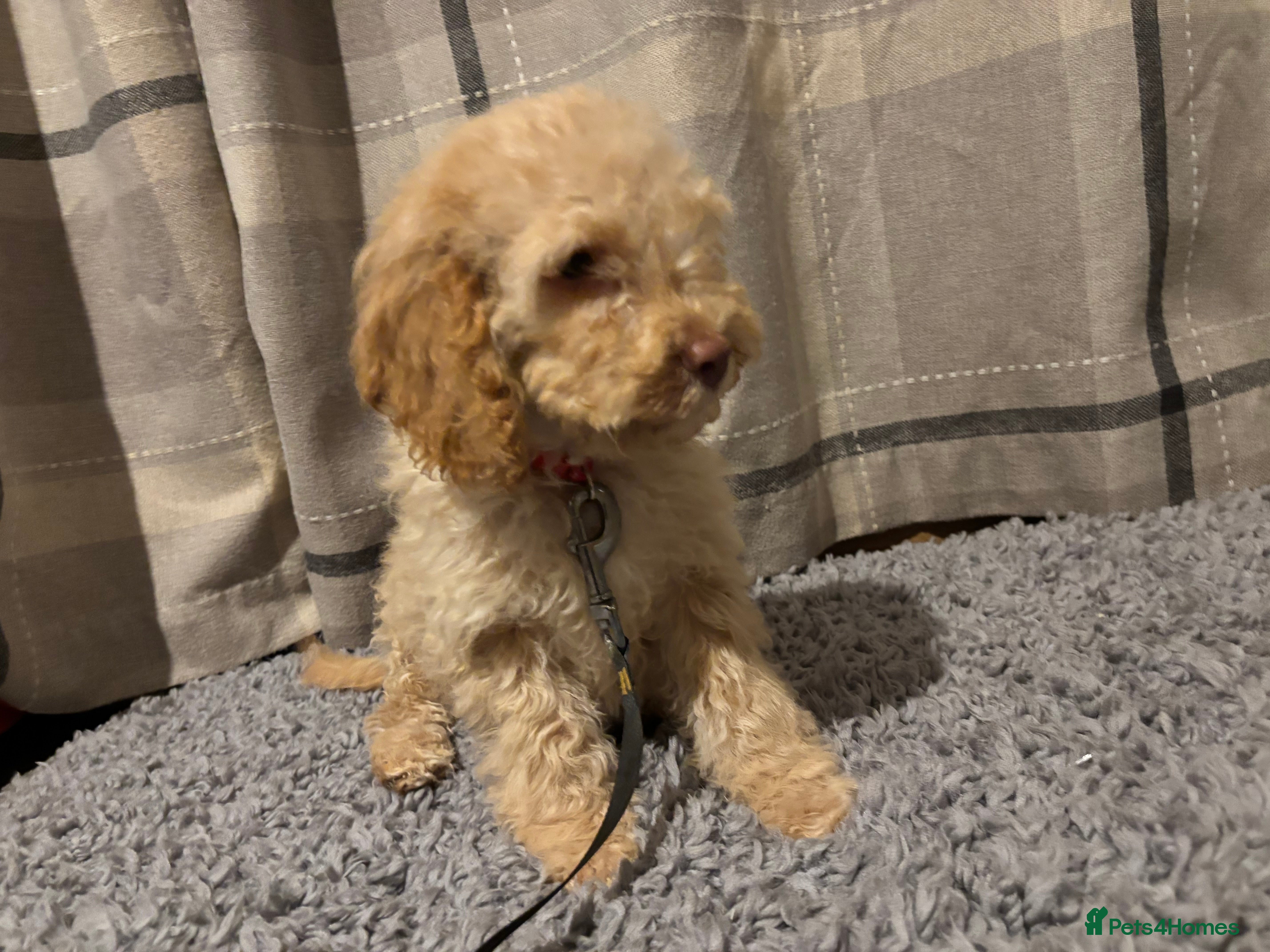 Cockapoo dogs 🐶8 Beautiful Cockapoo puppies🐶 - Advert 9