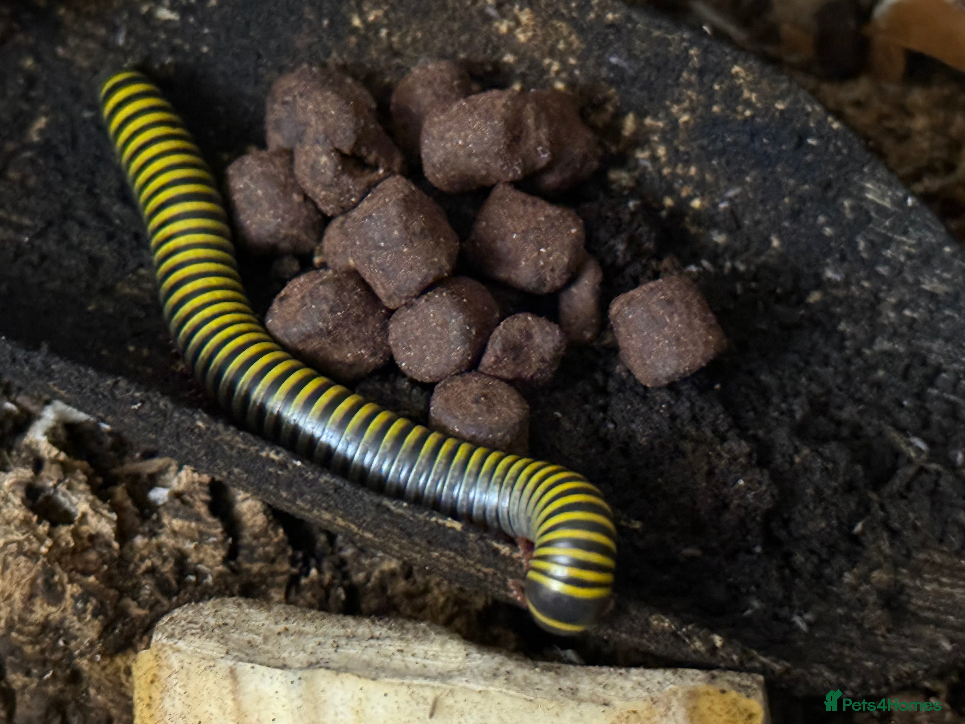 Millipedes invertebrates Bumblebee millipedes for sale  - Advert 1