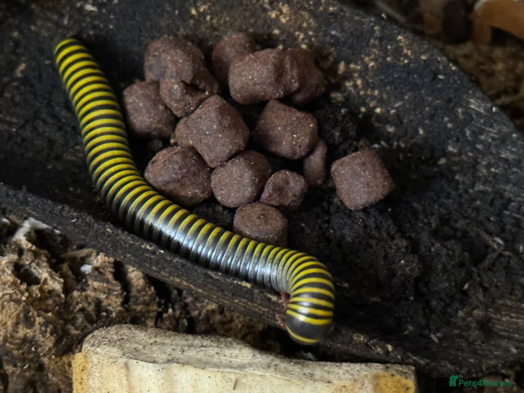 Millipedes invertebrates for sale: Bumblebee millipedes for sale  - Advert 1