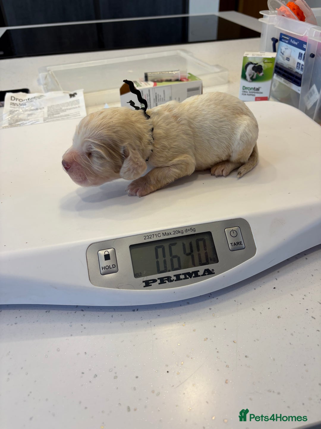 Clumber Spaniel dogs for sale: KC Clumber Spaniels  - Image 6