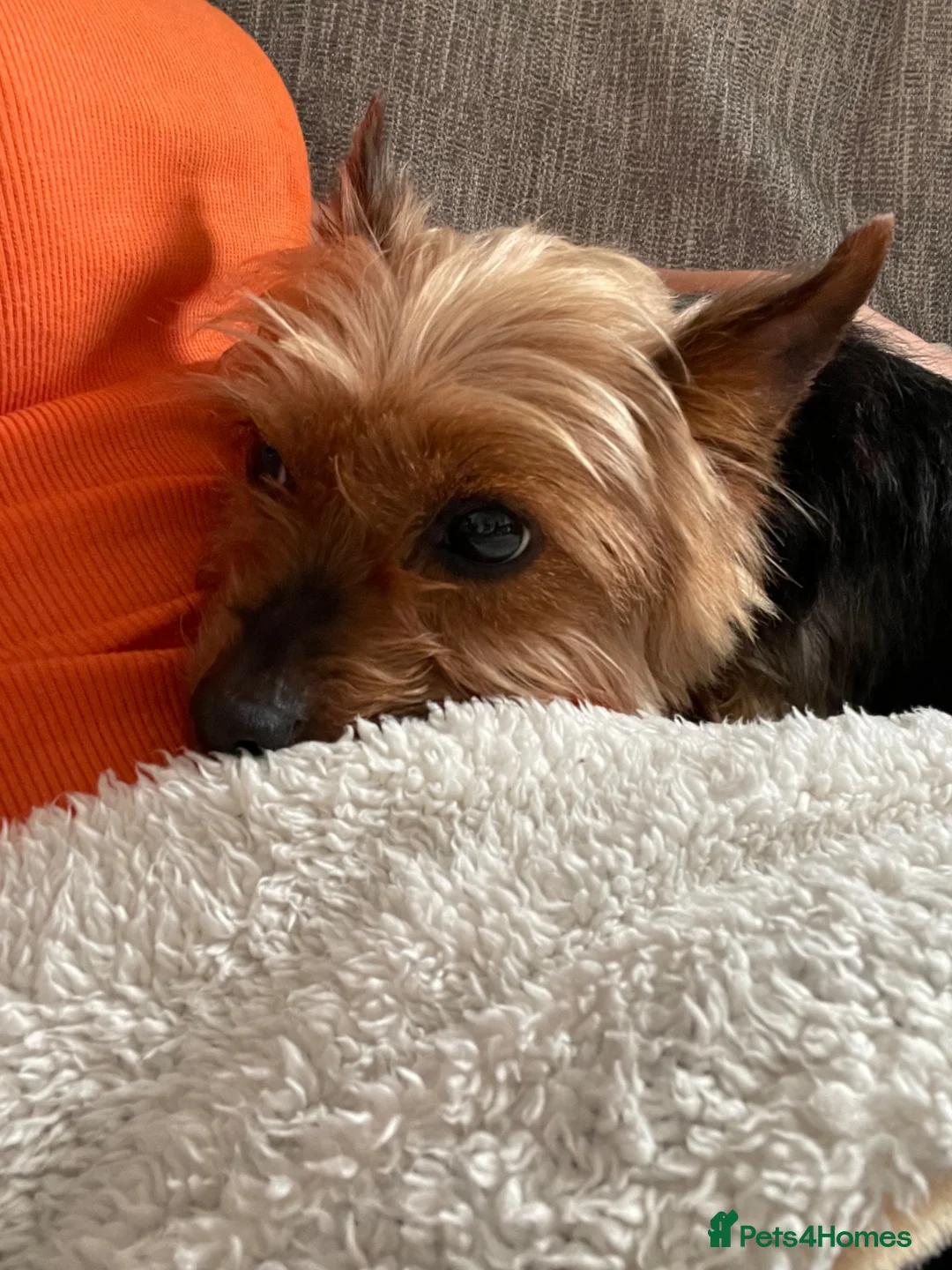 Yorkshire Terrier dogs for sale: Female Yorkshire terrier  - Advert 2