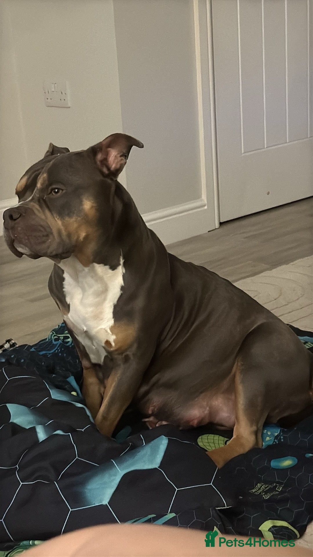 Mixed Breed dogs for sale: American bully cross mixed breed  - Advert 3