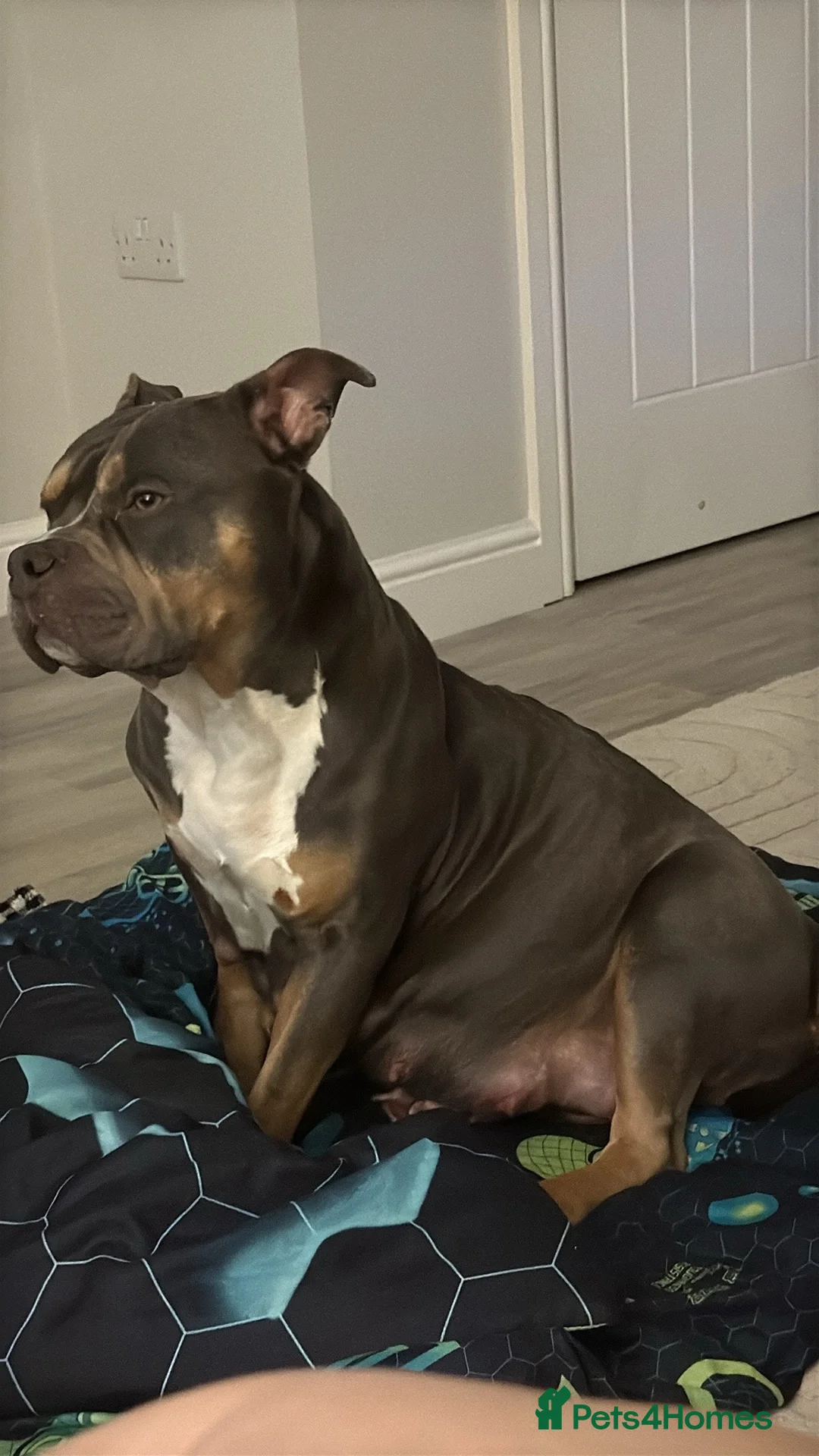Mixed Breed dogs for sale: American bully cross mixed breed  in Doncaster - Advert 1