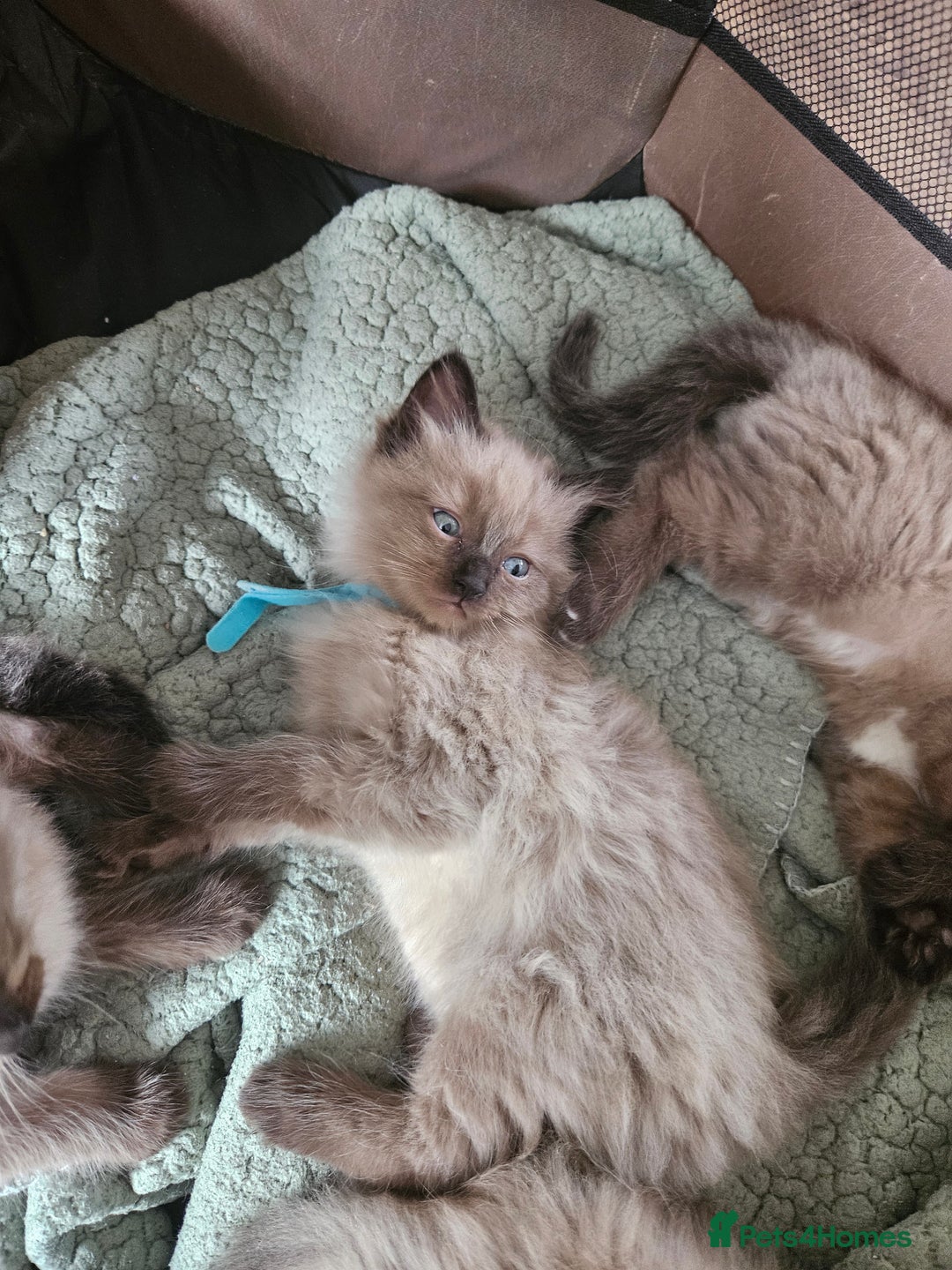 Ragdoll cats for sale: Beautiful Ragdoll Kittens  - Image 7