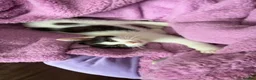 British Shorthair cats for sale: Beautiful black and white female kitten in Royston - Advert 3