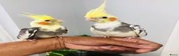 Cockatiels birds for sale: Beautiful hand tamed cockatiels for sale. - Advert 2