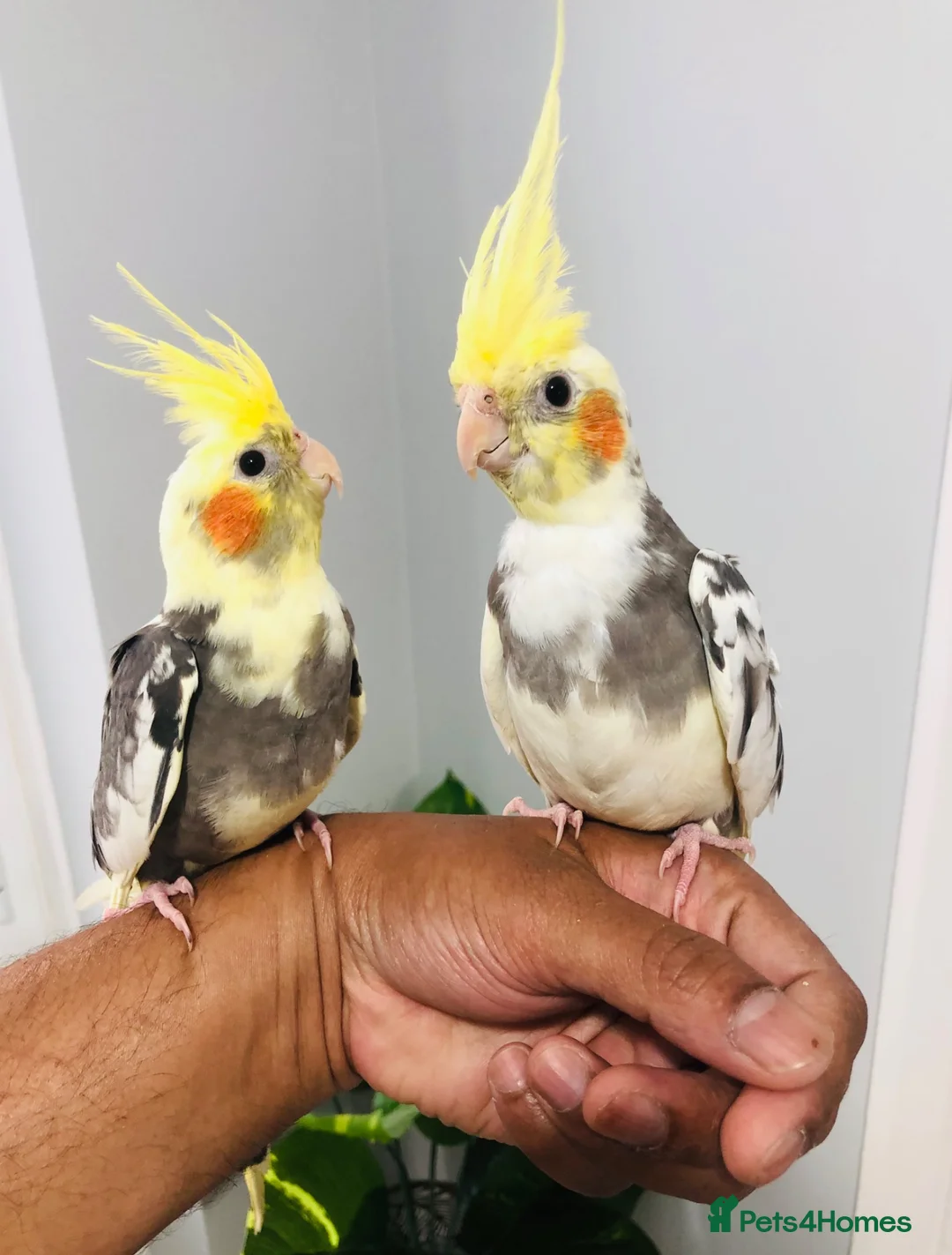 Cockatiels birds for sale: Beautiful hand tamed cockatiels for sale. - Advert 2
