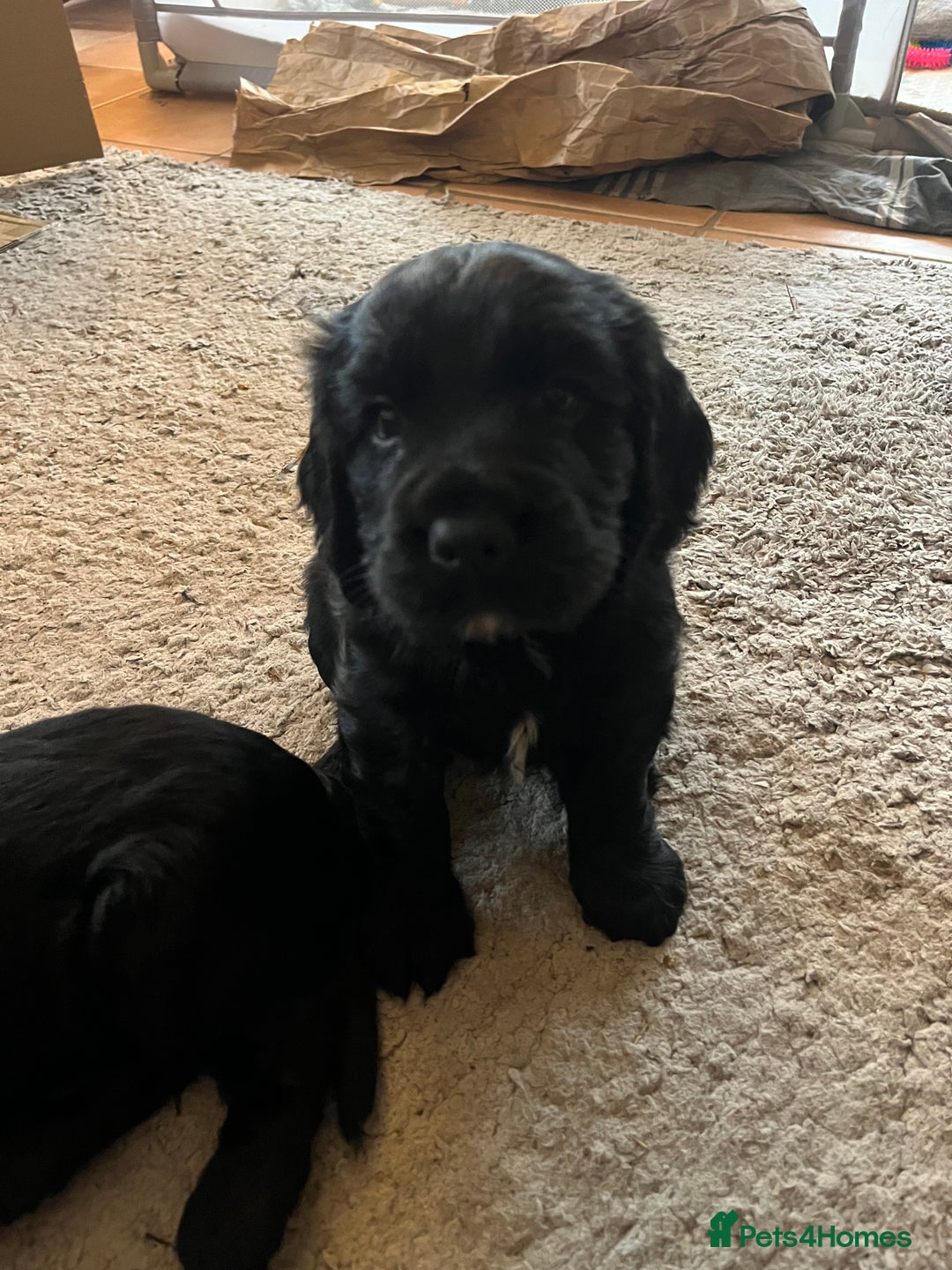 Cocker Spaniel dogs for sale: Gorgeous working cocker spaniel puppies for sale  - Advert 7