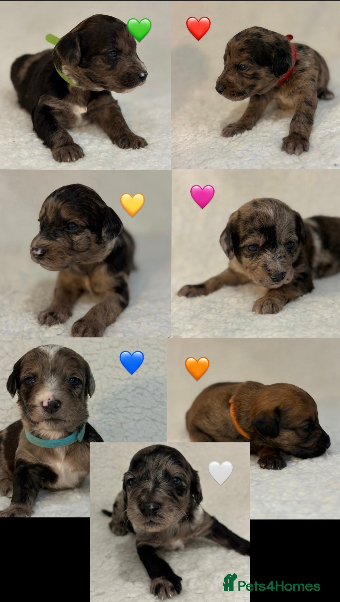 Mixed Breed dogs Poodle mixed puppies for sale! - Advert 10