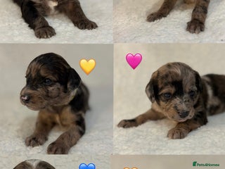 Mixed Breed dogs Poodle mixed puppies for sale! - Advert 7