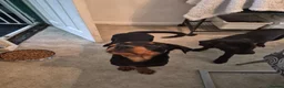 Rottweiler dogs for sale: Male rottweiler puppie - Advert 11