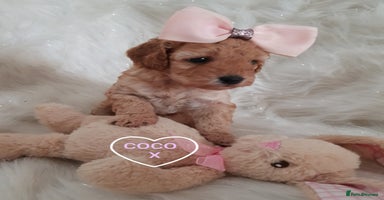Cavapoo dogs - Advert 8