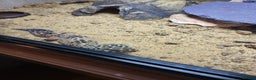 Leopard Gecko reptiles for sale: Leopard gecko  - Advert 2