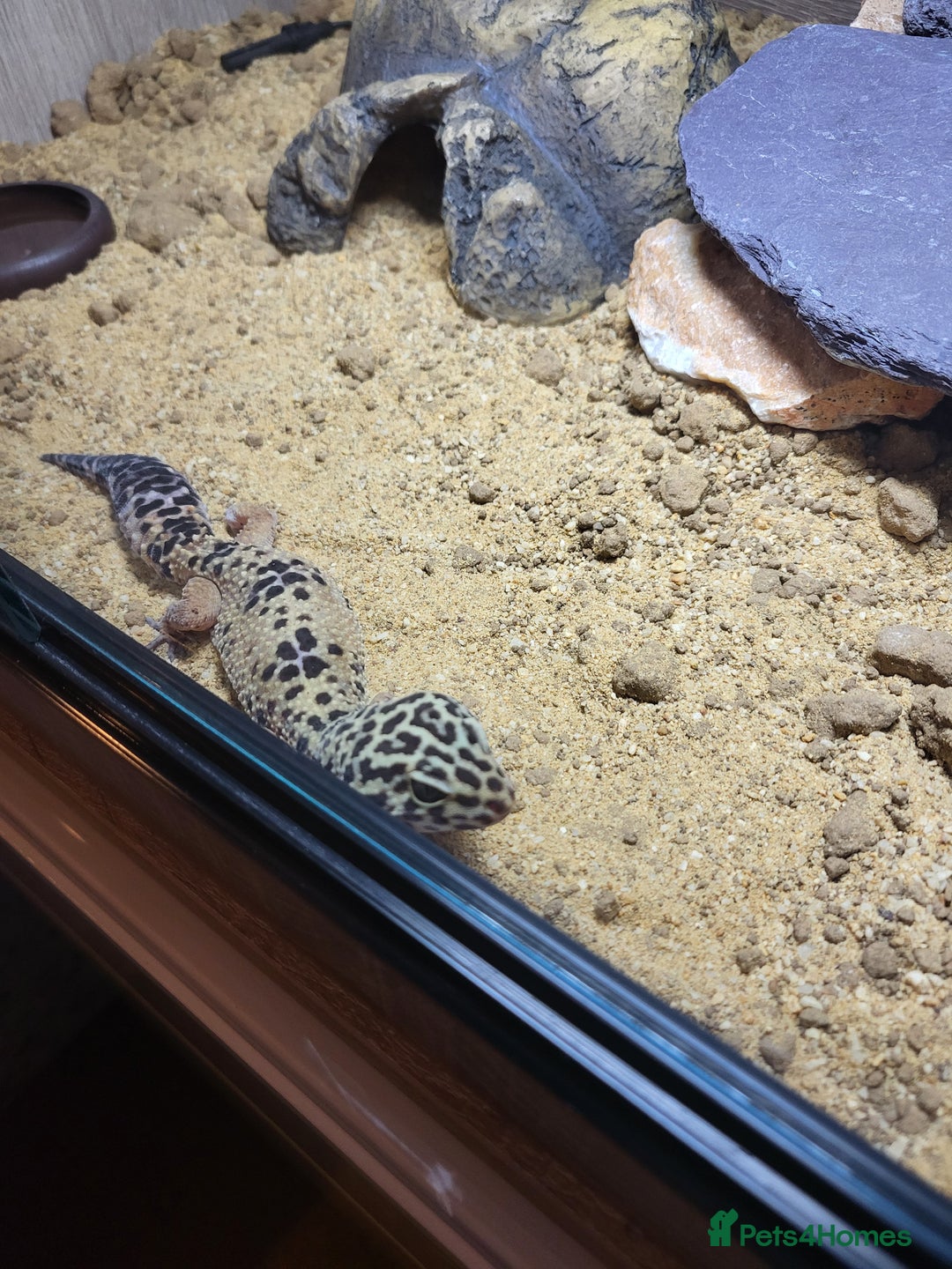 Leopard Gecko reptiles for sale: Leopard gecko  - Advert 2