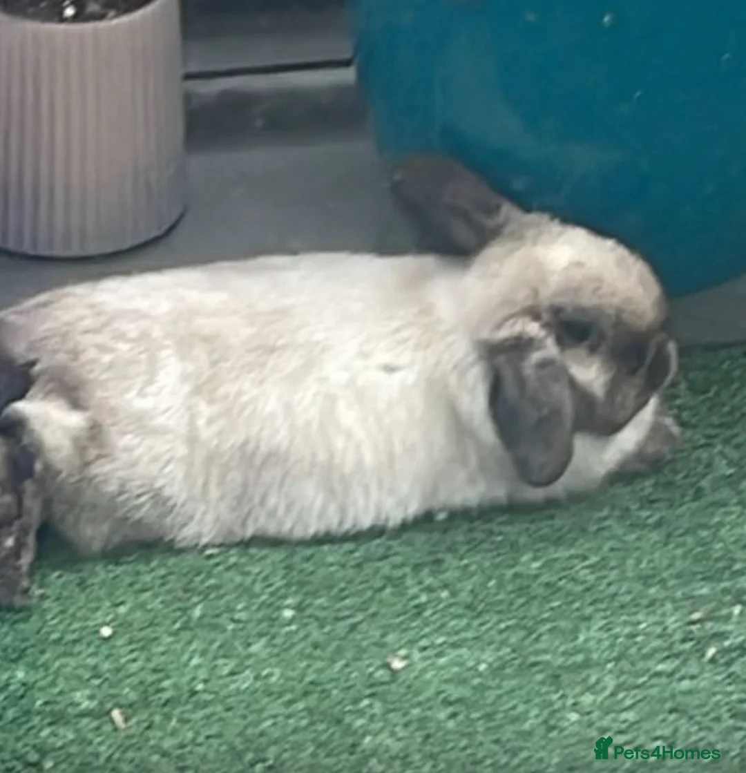 Mini Lop rabbits for sale: 2 beautiful bunny for FREE looking for new home  in London - Advert 2